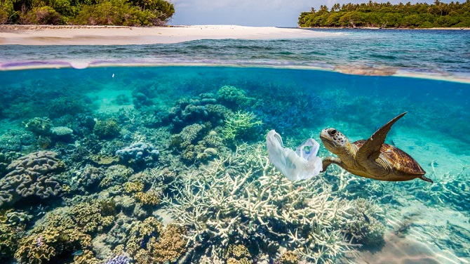 Φέτος οι γόπες μόνο στο πιάτο μας, όχι στις θάλασσες και ακτές! Title