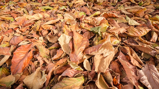 Μάθε τι μπορείς να κάνεις με τα αποξηραμένα φύλλα που έχουν πέσει στον κήπο ή το μπαλκόνι σου Title